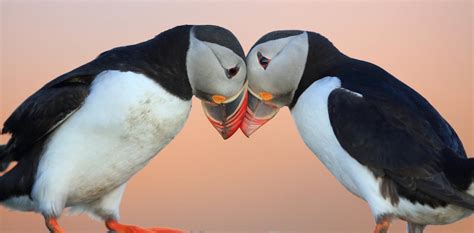  The Puffins: In